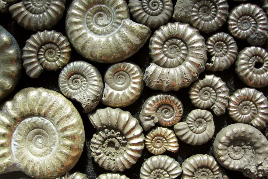 History near The Lord Poulett Arms